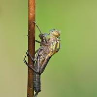 Emerging Large Red Damselfly 2 